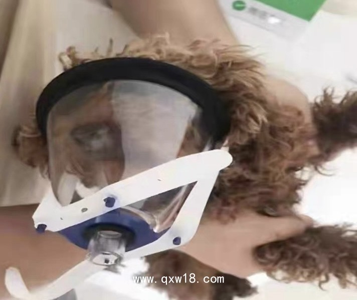 動物麻醉吸氧面罩